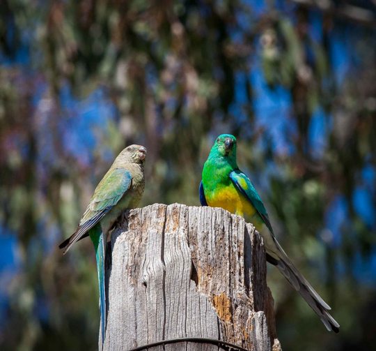 Turquoise Parrot